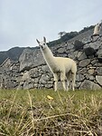 Lama’s Machu Picchu