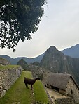 Lama Machu Picchu