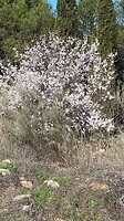 De Amandelbomen bloeien zoet gekruid geurend