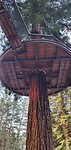 Redwood Treewalk