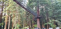 Redwood Treewalk
