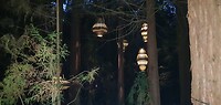 Redwood Treewalk licht show