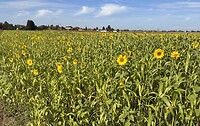 IMG_5125