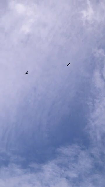Condors