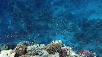 Sataya Reef (Egypte) dag 8