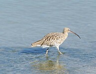 260925_Westerschelde_001
