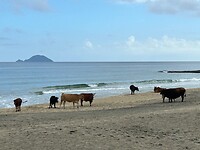 Stieren/Buffels op het strand