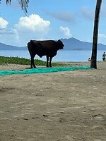 Stieren/Buffels op het strand