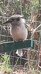 Kookaburra at Toodyay. 🐦