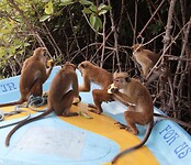 De aapjes eten de rest van het fruit graag op